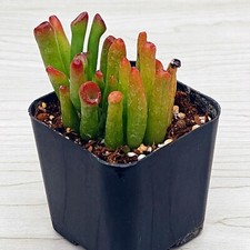 Succulent pot plant for sale  San Jose