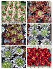 Pianta grassa echeveria usato  Foligno