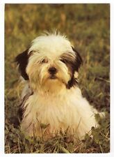 Hunde postkarte shih gebraucht kaufen  Backnang