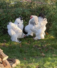 Light brahma hatching for sale  JEDBURGH