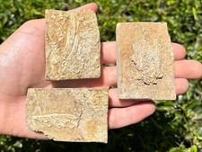 Crinoid fossils matrix for sale  Coppell
