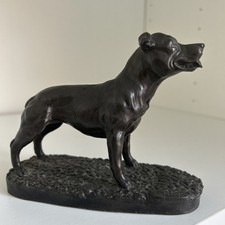 Staffordshire bull terrier for sale  KIDDERMINSTER