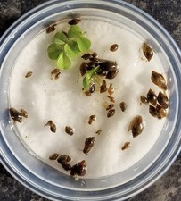 Mixed snails bladder for sale  BRISTOL