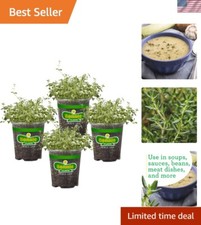 Herb english thyme for sale  Cleveland