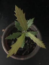 Live oak tree for sale  Burleson