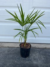 Chinese windmill palm for sale  Saukville