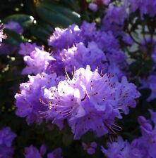 Dwarf rhododendron blue for sale  PAIGNTON
