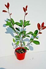 Photinia fotinia red usato  Caravaggio
