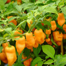 Habanero pepper seeds for sale  BIRMINGHAM