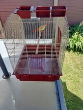 Medium sized bird for sale  HYDE