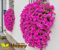 Petunia rose heaven for sale  DONCASTER