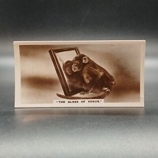1930 baby monkey for sale  Buffalo