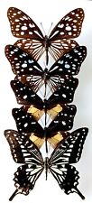 Butterfly collection set for sale  SLEAFORD