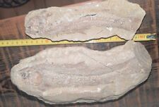 Fossili pesce tharias usato  San Biagio di Callalta