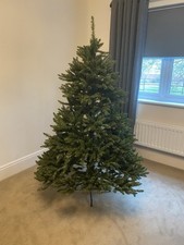 spruce tree for sale spruce tree for sale TOWCESTER