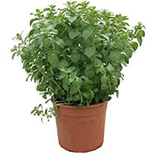 Origano origanum vulgare usato  Valmacca