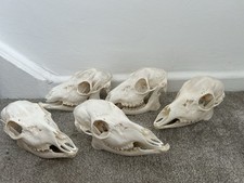 animal skulls for sale animal skulls for sale FALMOUTH