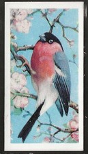 Abc birds bird for sale  COLNE