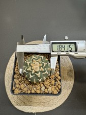 Astrophytum asterias cv. d'occasion  Expédié en Belgium