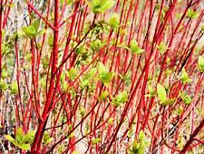 Red dogwood cuttings for sale  Russell