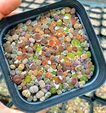 120pcs colourful lithops for sale  WALSALL