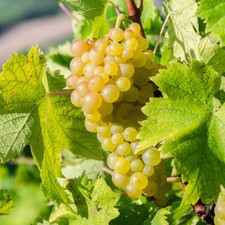 Grape vine white for sale  PETERBOROUGH