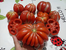 Pomodoro pitanga rarissimo usato  Tivoli