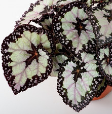 Begonia dolce vita for sale  Gaithersburg