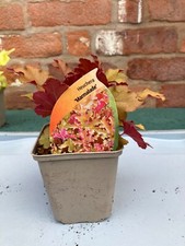 Heuchera marmalade plant for sale  WOLVERHAMPTON
