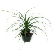 Flowerpotnursery ponytail palm for sale  Loranger