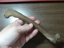 Fossil deer bone for sale  SCUNTHORPE