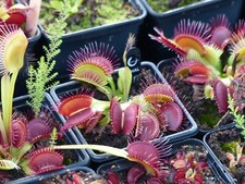 Carnivorous plant venus for sale  NEATH