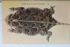 horned toad for sale  Wilmington
