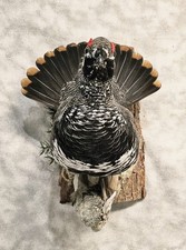 Alaskan spruce grouse for sale  Fairbanks
