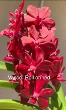 Vanda roll red for sale  Bonita Springs