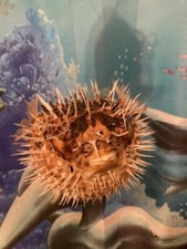 Puffer fish skeleton for sale  Hackettstown