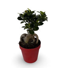 Bonsai ginseng ficus usato  Milazzo
