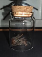 Tarantula moult curio for sale  BRADFORD