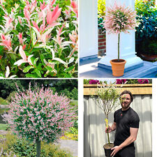Flamingo willow tree for sale  LEICESTER