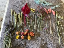 Selección de flores y tallos secos de Florencia y flores ver fotos segunda mano  Embacar hacia Mexico