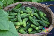 Kirby cucumber seeds for sale  Spring City