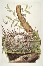 Nozeman 1770 nidus gebraucht kaufen  Düsseldorf