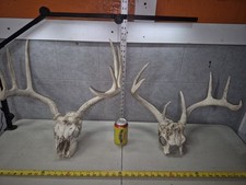 Pair wild whitetail for sale  Valley City