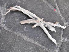 Skulptur schwemmholz treibholz gebraucht kaufen Skulptur schwemmholz treibholz gebraucht kaufen  Riedering