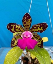 Cattleya brabantiae landate for sale  San Francisco