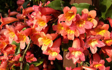 Bignonia tangerine beauty for sale  Mobile