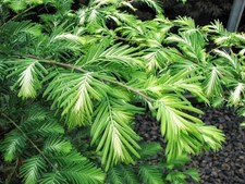 Metasequoia jack frost for sale  Walterboro