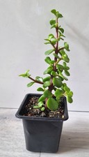 Portulacaria afra dwarf for sale  LUTON
