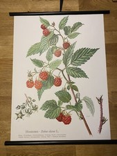 Himbeere frucht beere gebraucht kaufen  Hürth