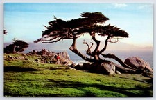Cartão postal CA Cypress and Sea 17 Mile Drive Golf Capital of World vintage PC M7707 comprar usado Cartão postal CA Cypress and Sea 17 Mile Drive Golf Capital of World vintage PC M7707 comprar usado  Enviando para Brazil